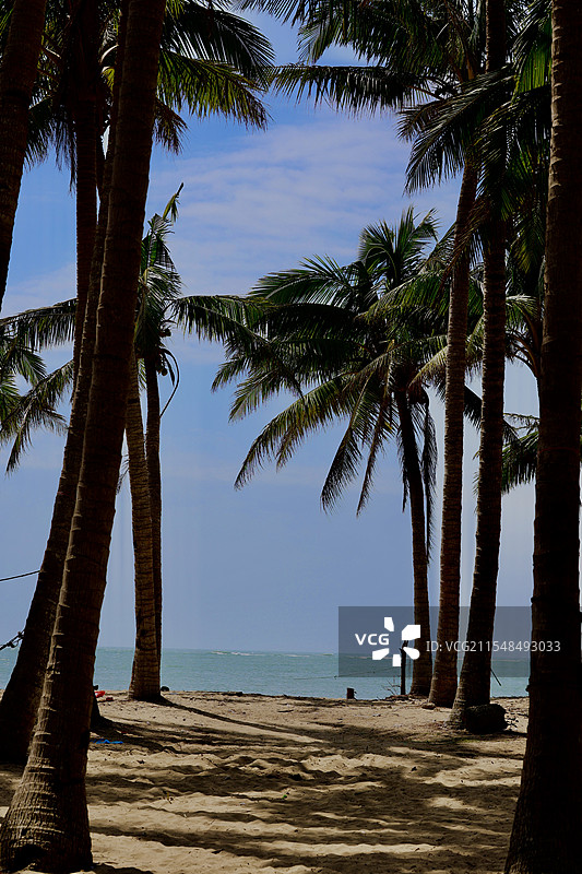 海南文昌东郊椰林图片素材