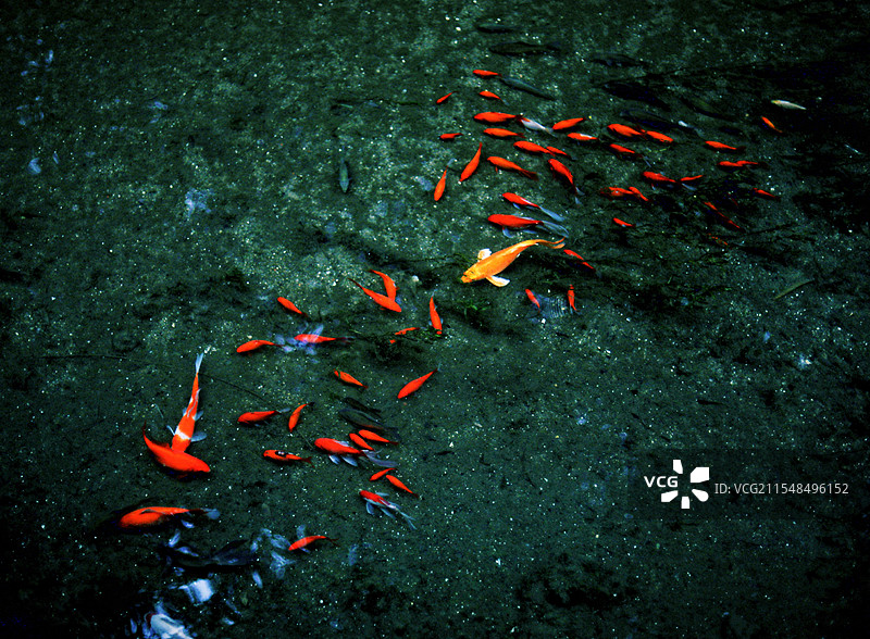 鱼儿水中游图片素材