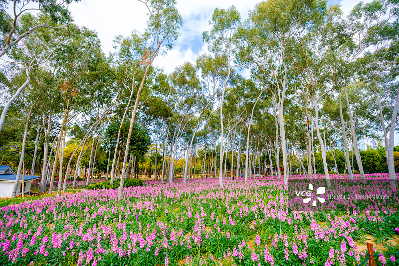厦门忠仑公园紫罗兰花盛开图片素材