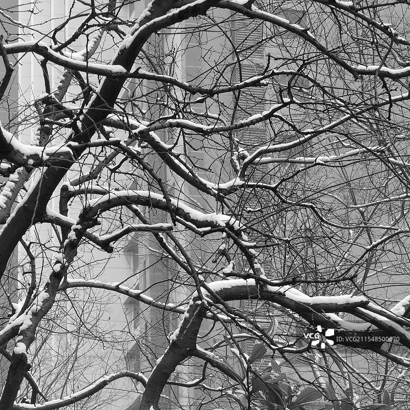 《冬雪寒枝》—— 合肥滨湖云谷路小区图片素材