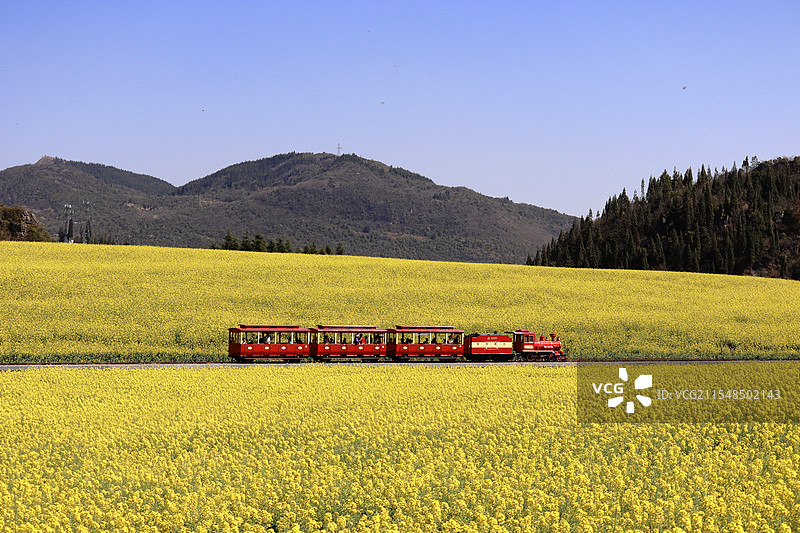 云南罗平金鸡峰丛油菜花图片素材