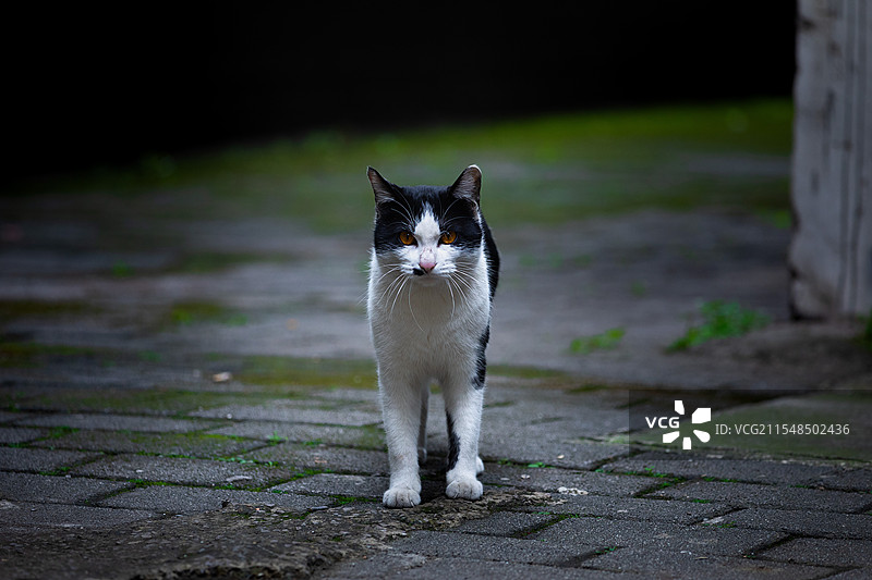 流浪猫图片素材