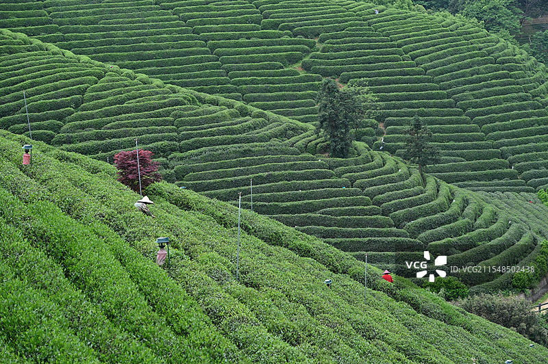 龙井茶园图片素材