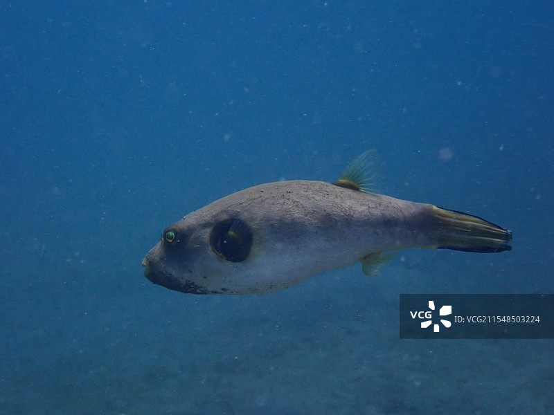 狗头鲀图片素材