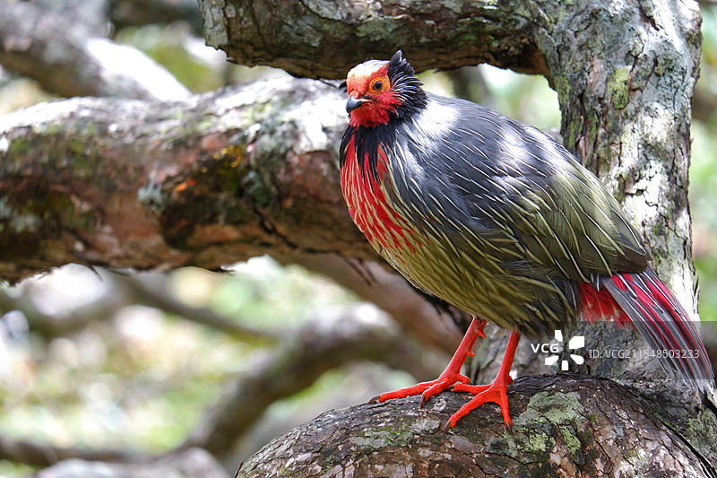 苍山偶遇红腹锦鸡图片素材