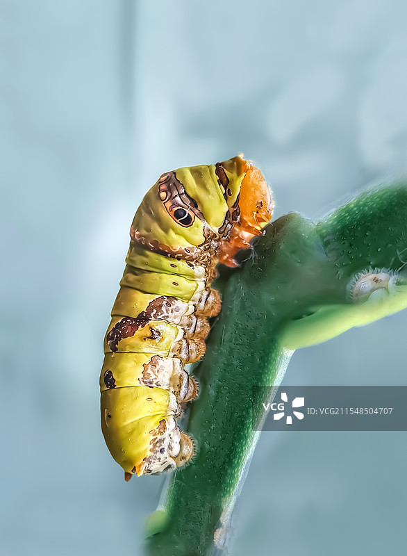 柑桔凤蝶幼虫特写镜头图片素材