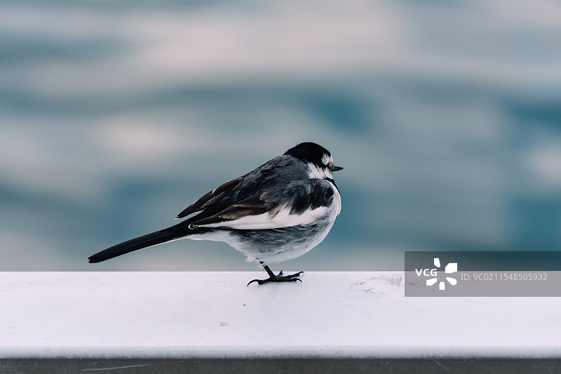 大阪中之岛的人与自然图片素材