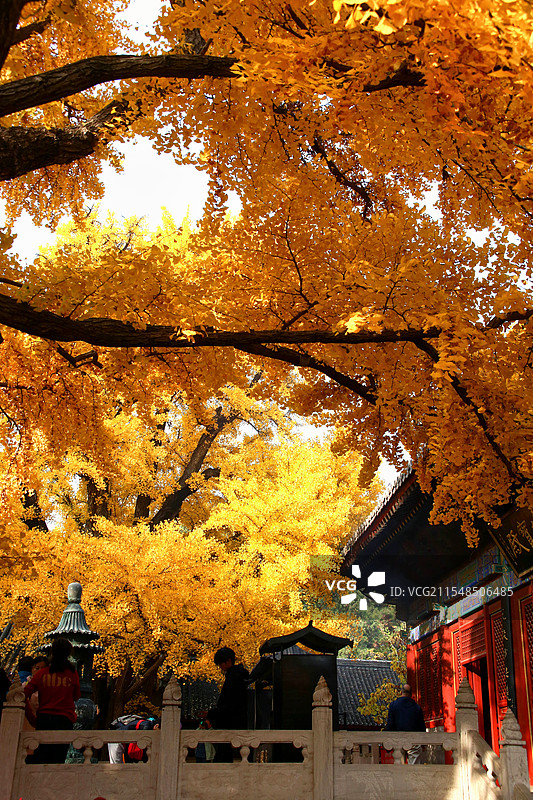 北京红螺寺千年银杏图片素材