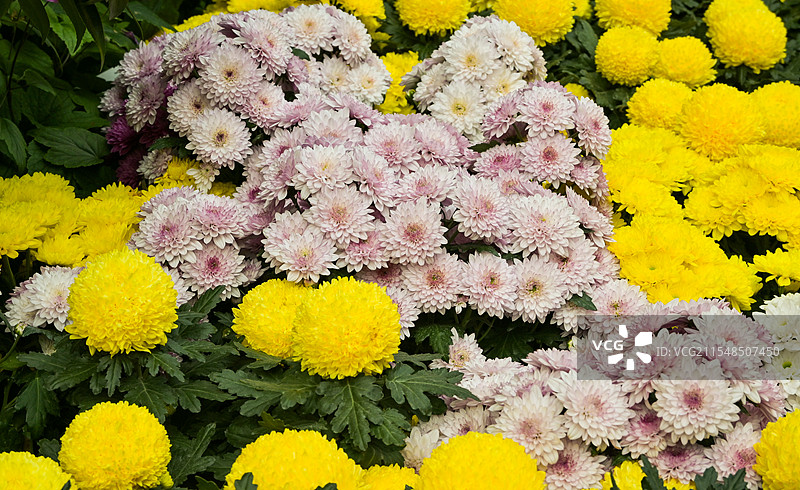 菊花高角度特写背景图图片素材
