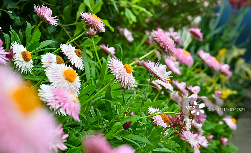 公园里粉红色开花植物的特写镜头，蜡菊图片素材