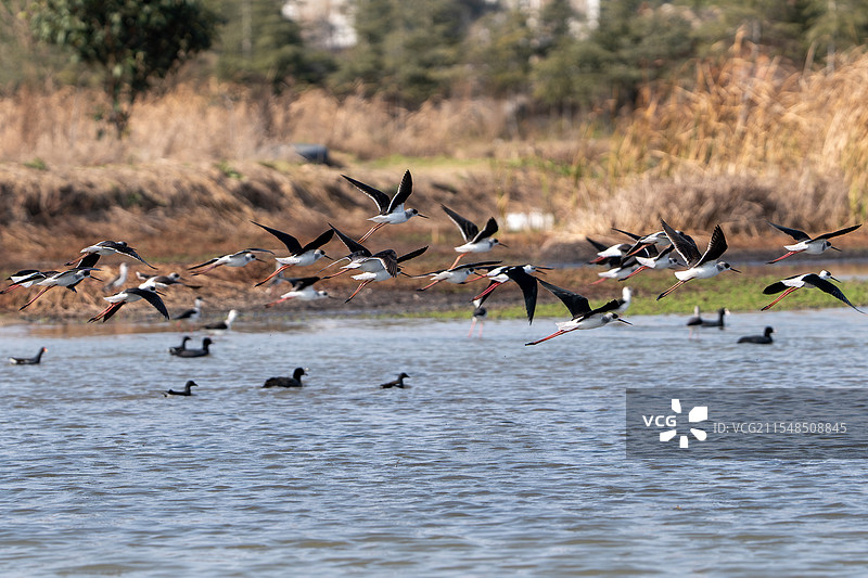 黑翅长脚鹬图片素材