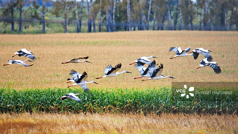 鹤岗市绥滨县两江湿地保护区的东方白鹳图片素材