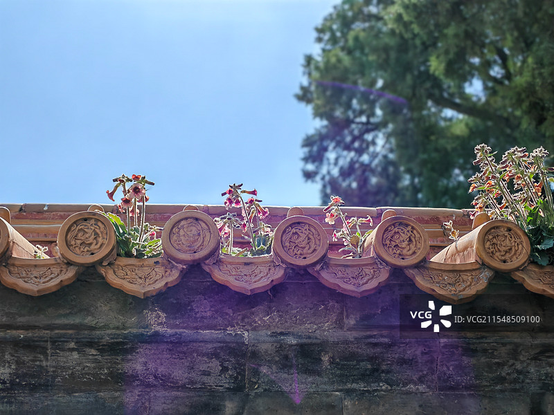 屋檐上生长的药材-地黄图片素材