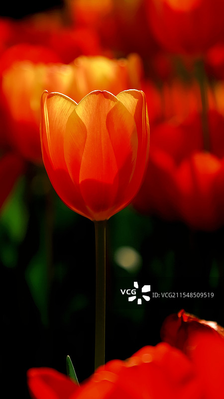 郁金香图片素材