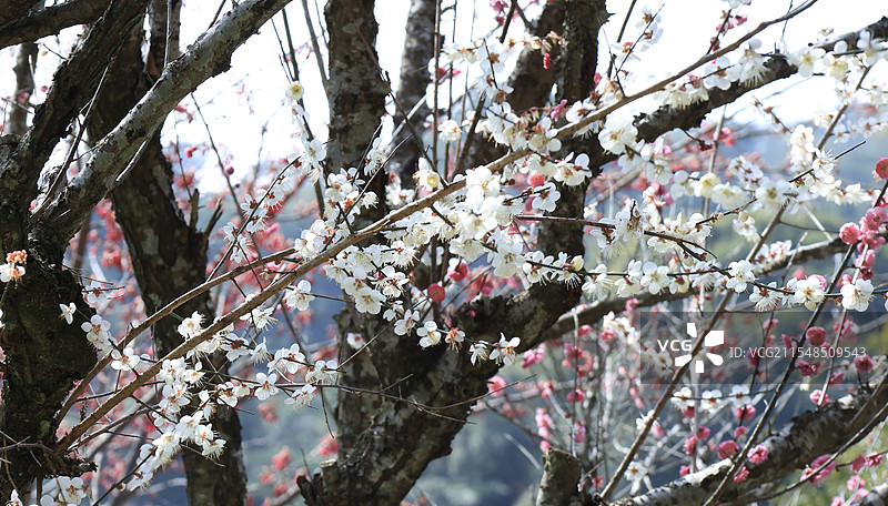福州鼓山梅园梅花盛开图片素材