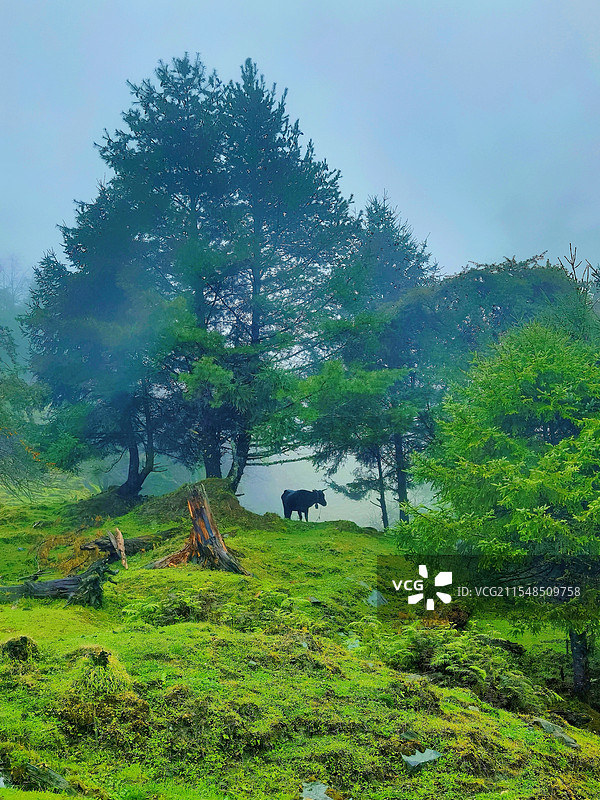 哈巴雪山山脚下的静谧图片素材