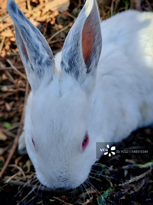 獭兔（品种八点黑）图片素材
