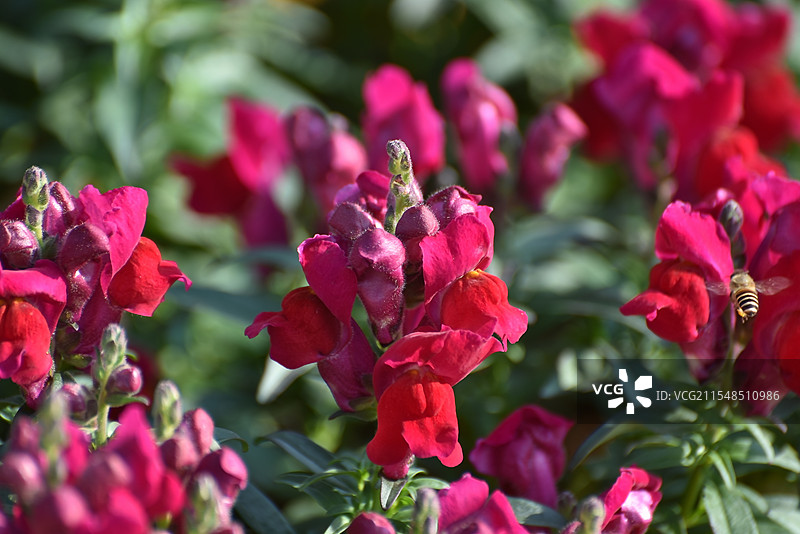 繁花与蜂  金鱼草花语：清雅 高贵 祥瑞 鸿运当头图片素材