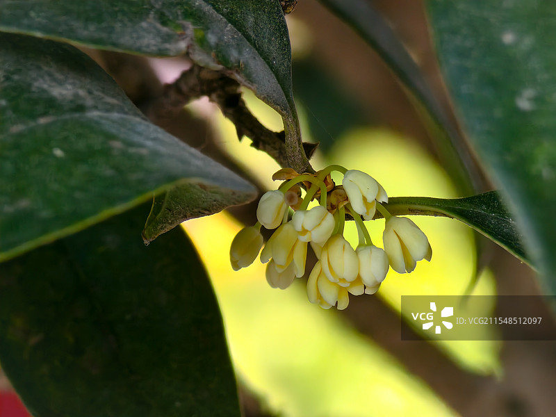 桂花香图片素材