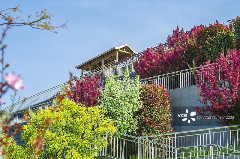 春天的公园，高低错落的花树图片素材