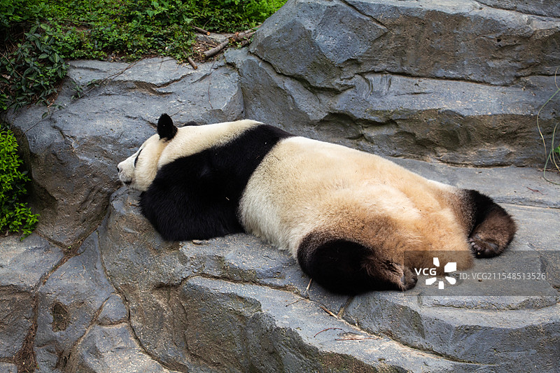 南京著名景点红山动物园内慵懒睡觉的大熊猫图片素材