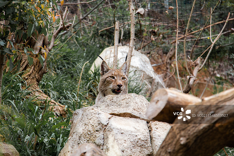 南京著名景点红山动物园里帅气的猫科动物猞猁图片素材