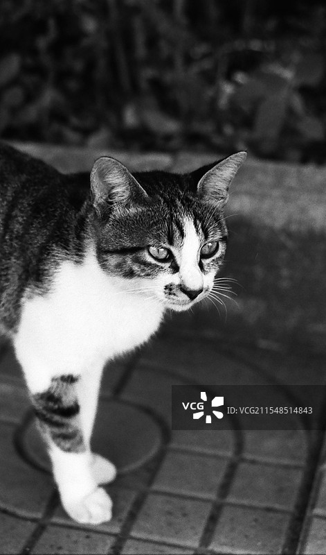 猫 黑白胶卷图片素材