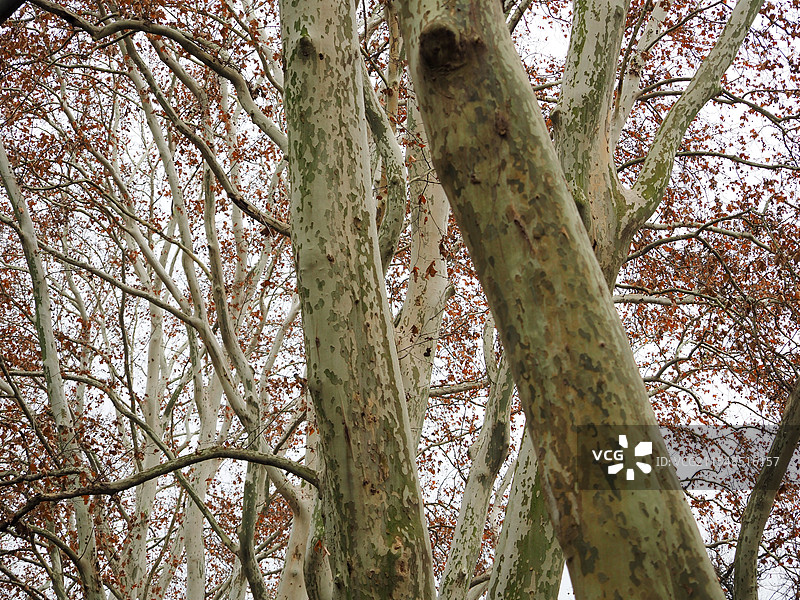 南京梧桐大道的梧桐树的低角度视图图片素材