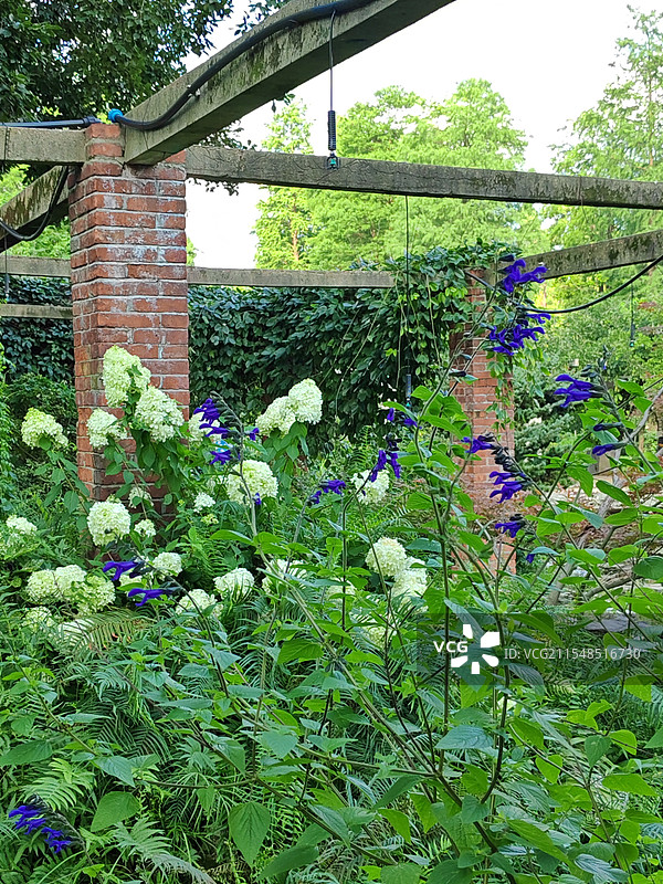 紫花植物的高角度观察图片素材