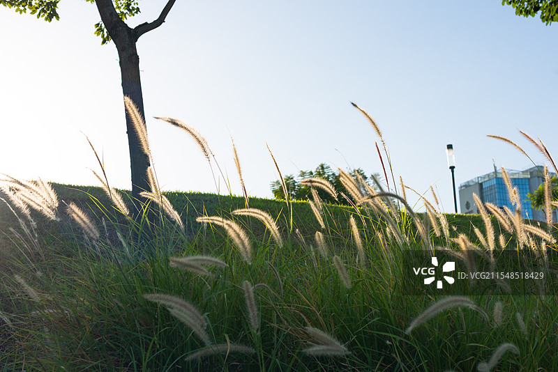 深圳城市户外茅洲河自然风景图片素材