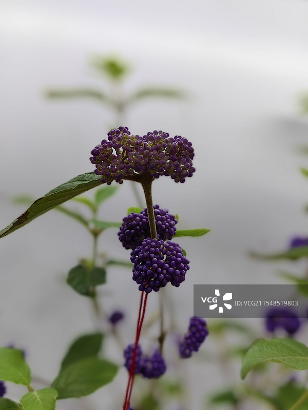上海市，嘉定区南大街紫珠花图片素材