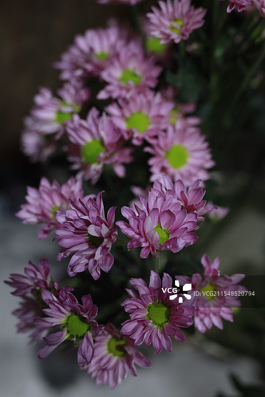 粉色菊花图片素材