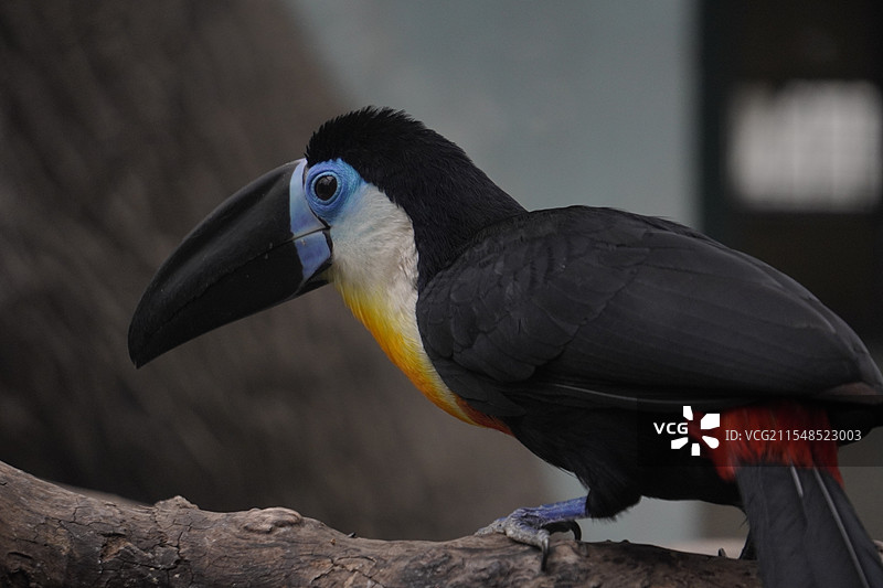 上海动物园-栖息在树干上的凹嘴巨嘴鸟特写镜头图片素材