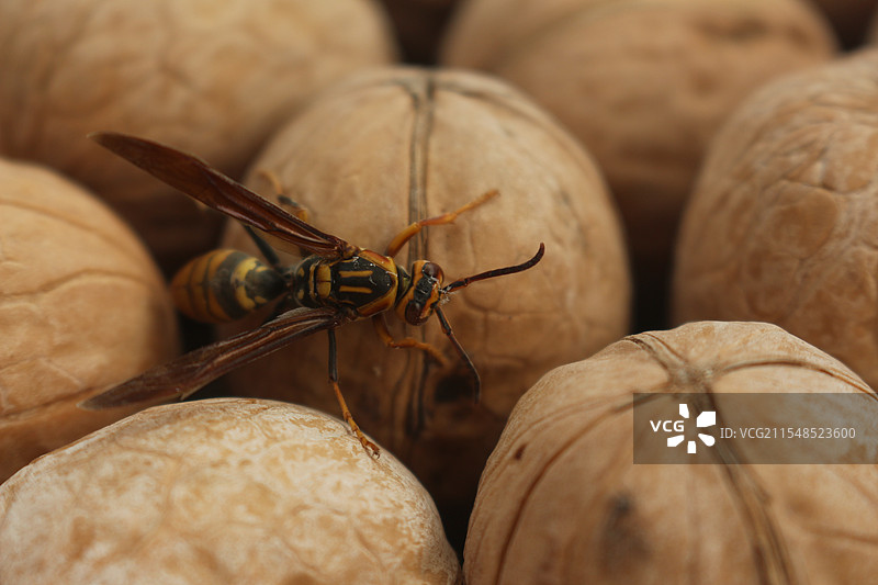核桃上的大黄蜂图片素材
