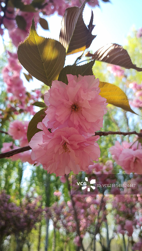 盛开的粉红色花簇图片素材