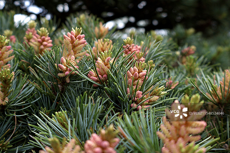 松树的花图片素材