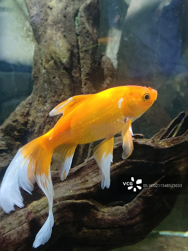 海洋馆鱼图片素材