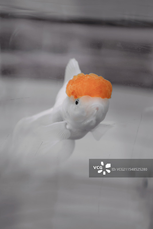 一条鹅头红金鱼，其头部肉瘤丰满，颜色鲜艳。图片素材