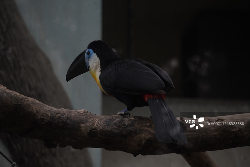 上海动物园-在横木上玩耍的凹嘴巨嘴鸟特写镜头图片素材