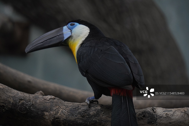 上海动物园-在横木上玩耍的凹嘴巨嘴鸟特写镜头图片素材