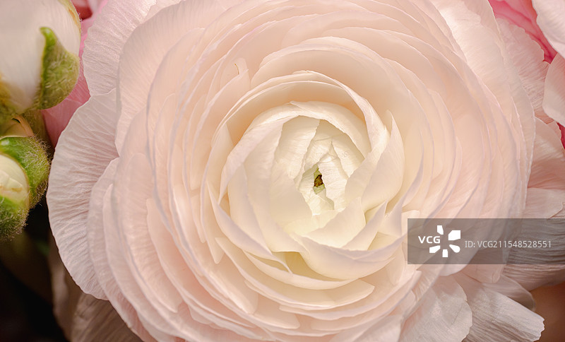 仙女粉洋牡丹 层次丰富的花瓣纹理 螺旋状花心 立体感动态美 浪漫温馨超越玫瑰花和芍药 三八妇女节图片素材