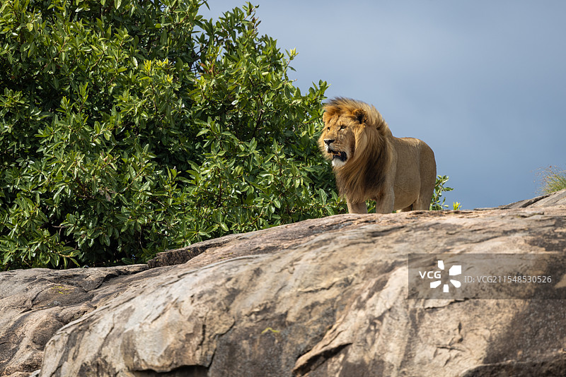 狮子王图片素材