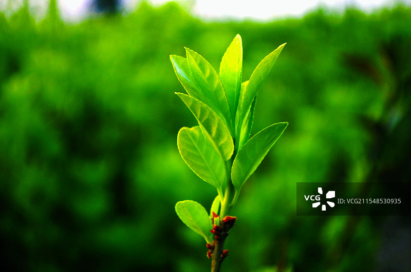 嫩芽绿叶图片素材