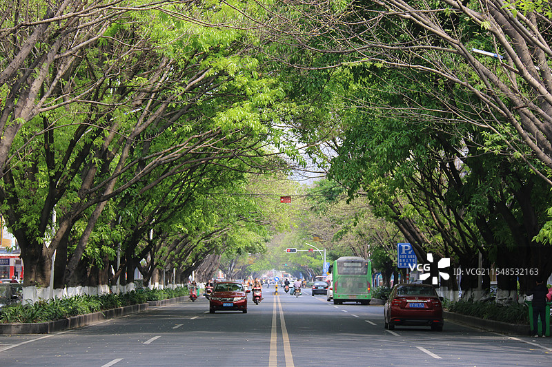 城市绿荫图片素材