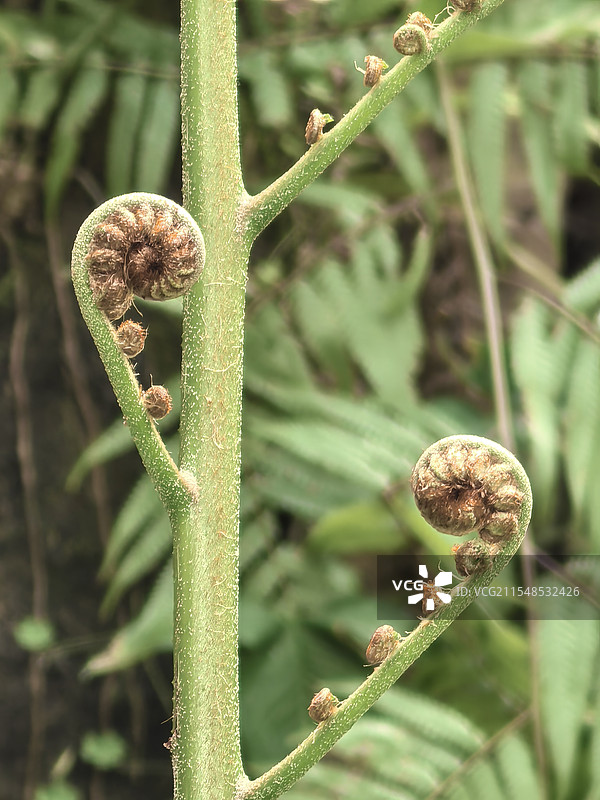 植物，蕨类，卷叶图片素材