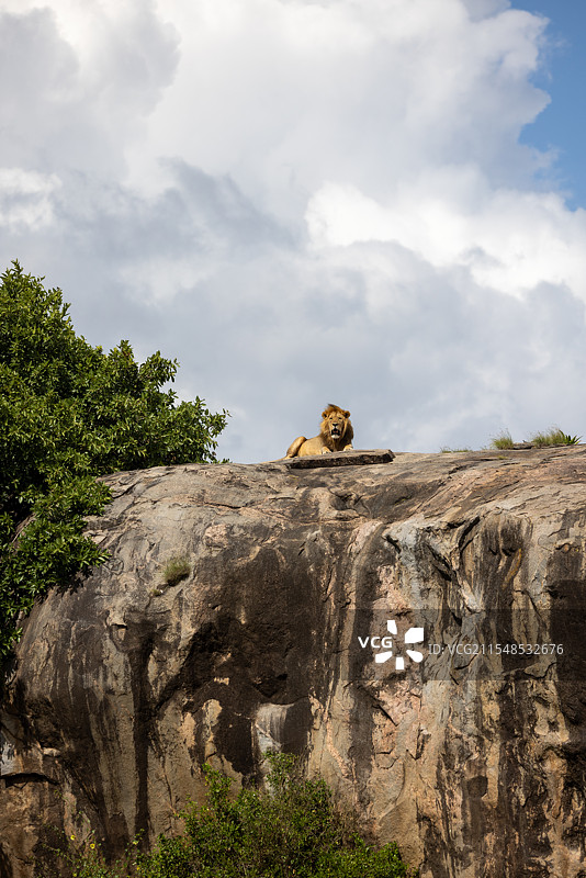 狮子王图片素材