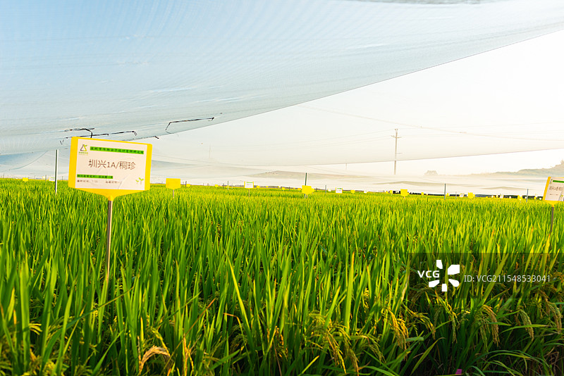 农业田顶天景观图片素材