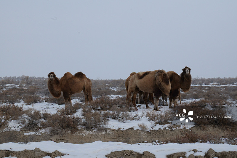 冬季戈壁滩沙漠骆驼图片素材