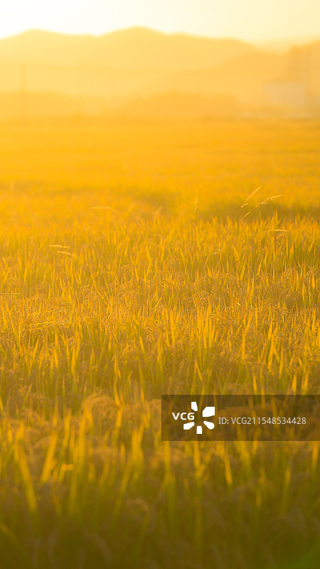 金色的原野图片素材