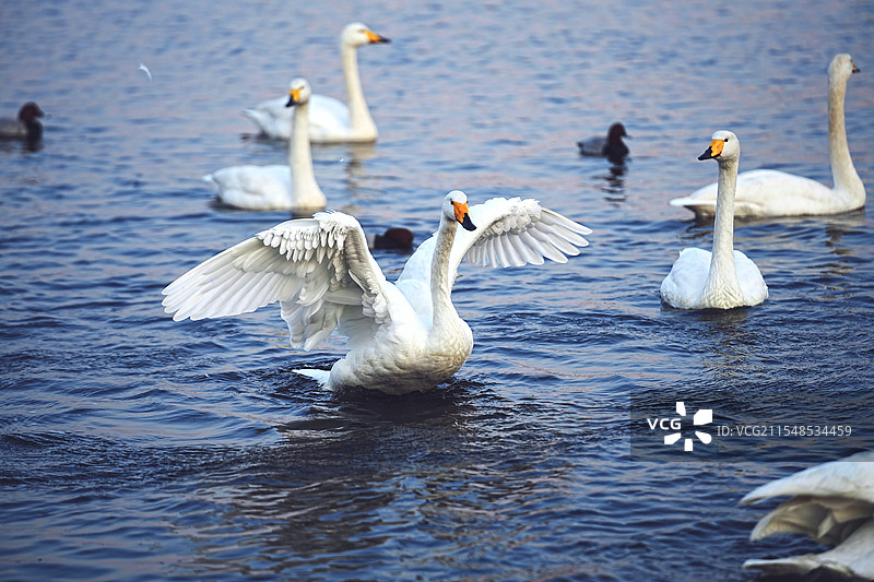 威海荣成樱花湖天鹅栖息地图片素材